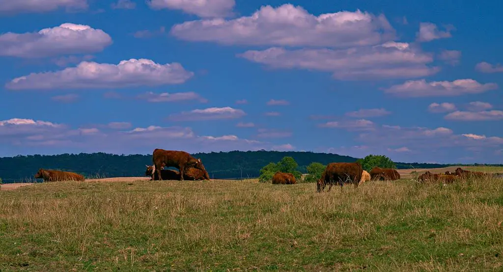 ENTRE FORÊT ET PRÉS SALÉS Marsal Grand Est