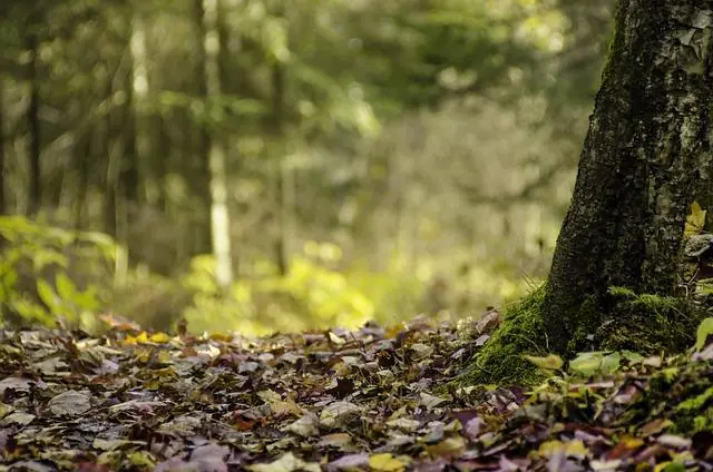 SENTIER DE LA FORÊT DES MONTS Longwy Grand Est