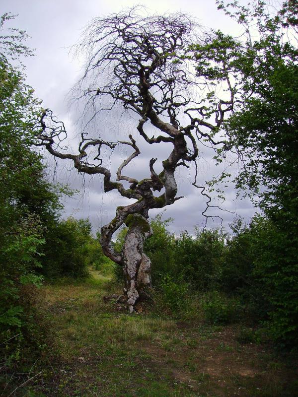 Circuit des hêtres tortillards Sionne Grand Est