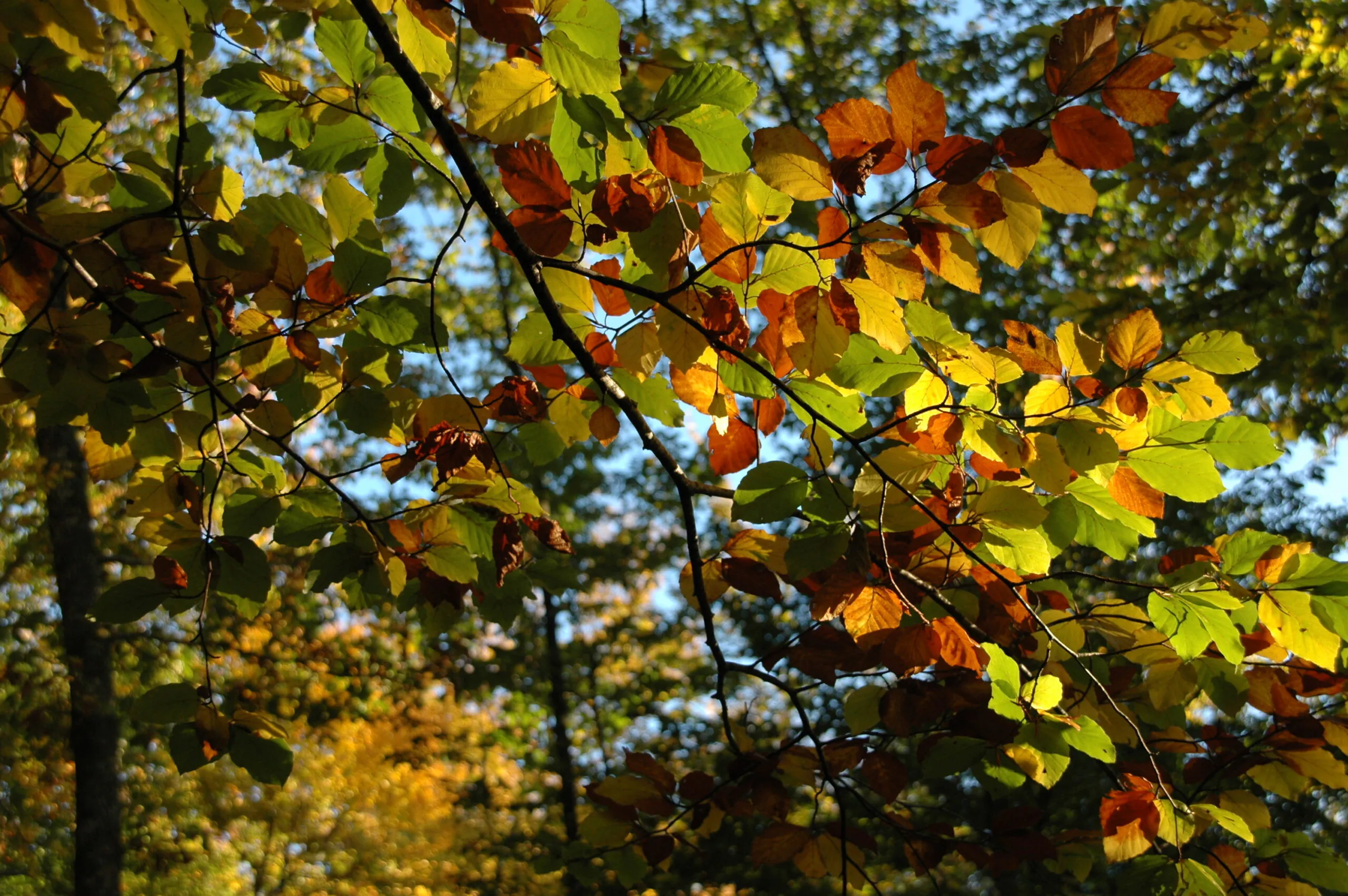 Balade contée d'automne