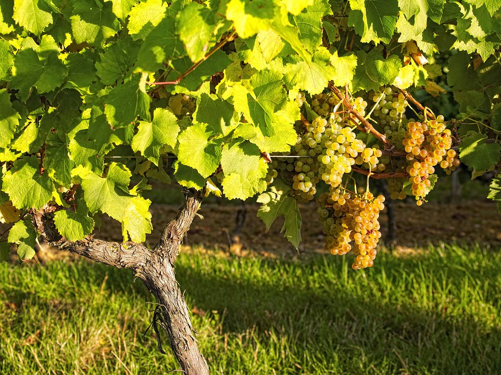 AUTOUR DE CAUPENNE Caupenne-d'Armagnac Occitanie