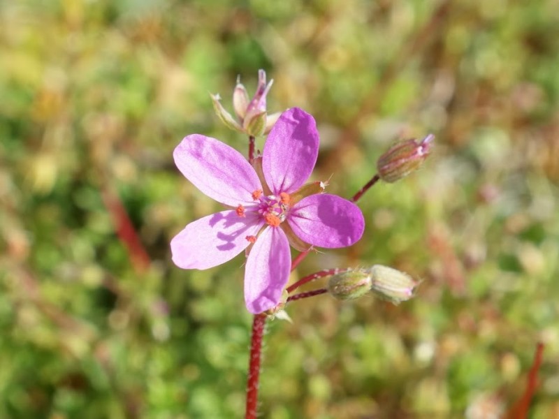 Mon Herbier Châtillonnais Châtillon-sur-Indre