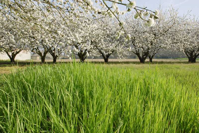 Circuit des bois et des vergers Saint-Hilaire-Saint-Mesmin Centre-Val de Loire