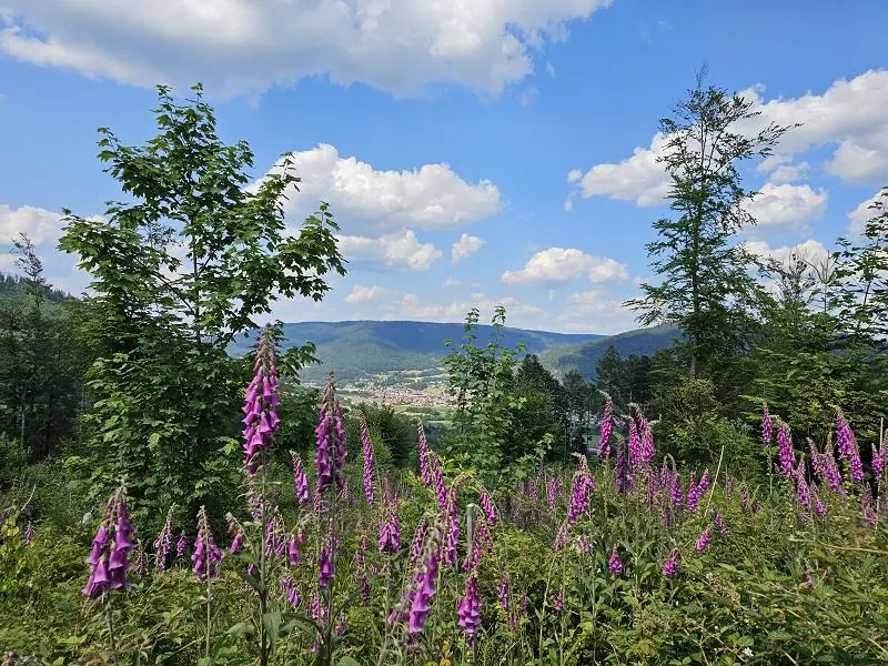 ITINÉRAIRE VTT N°2 MONT DE FOURCHE DÉPART COL DU MONT DE FOURCHE Rupt-sur-Moselle Grand Est