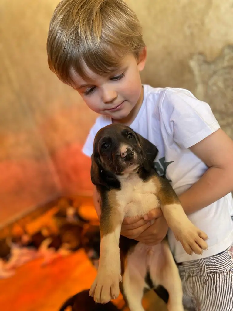 Atelier découverte autour des chiots