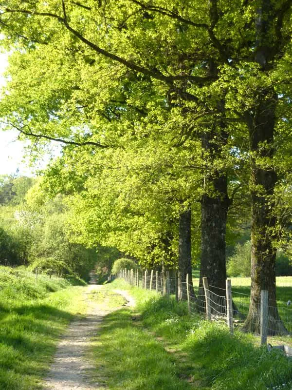 Forêt des Vaseix Sentier La promenade de l'étang Verneuil-sur-Vienne Nouvelle-Aquitaine