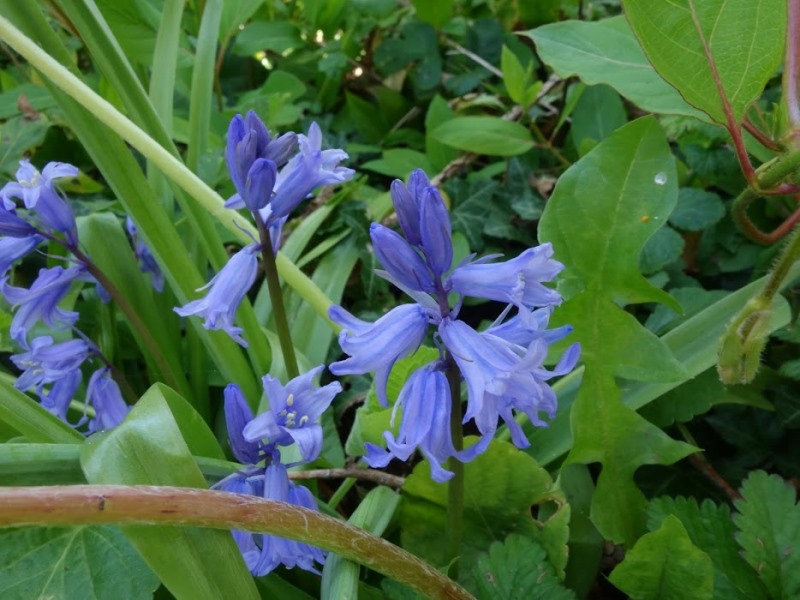 Mon Herbier Châtillonnais Châtillon-sur-Indre