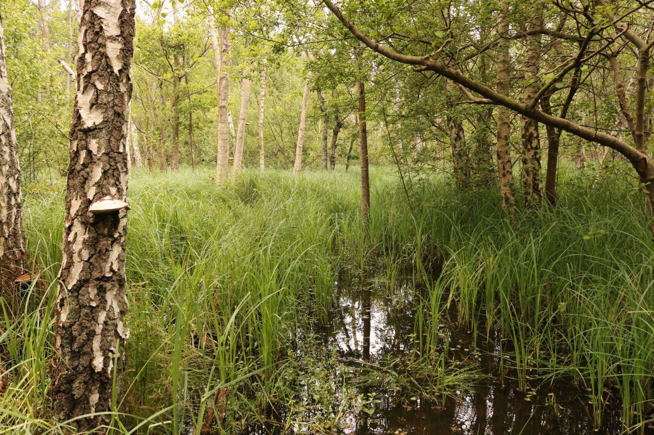 Sentier des grands marais d'Auneau Auneau-Bleury-Saint-Symphorien Centre-Val de Loire