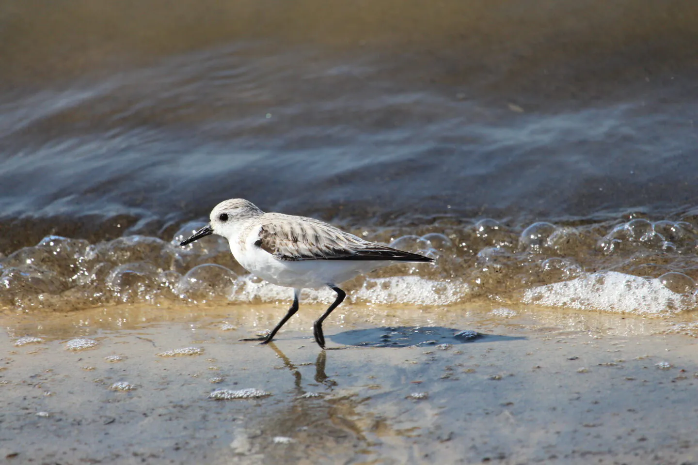 Sortie naturaliste La migration des oiseaux