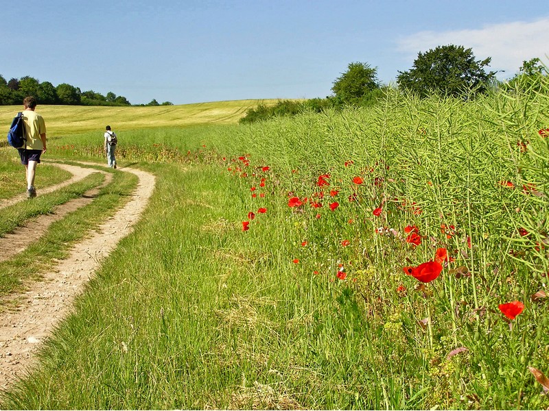 Le plateau de Clairefontaine Longvillers Normandie