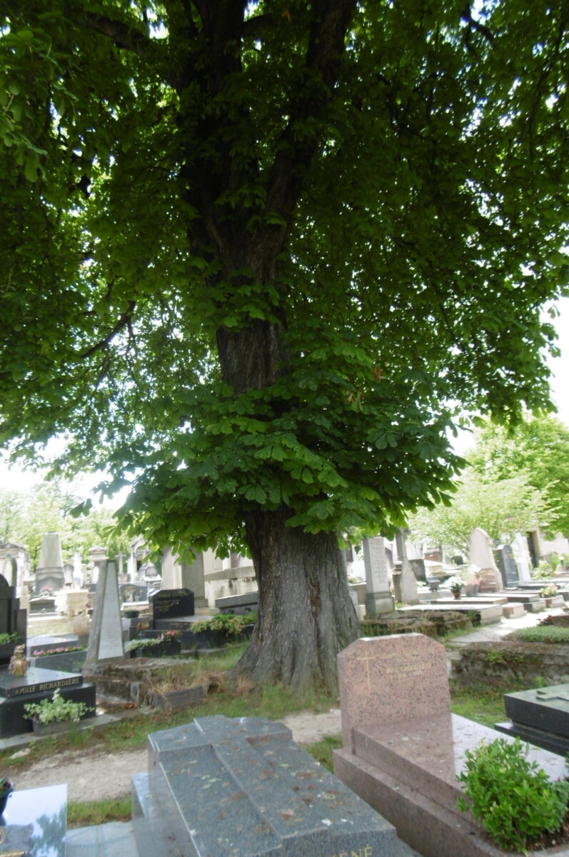 Printemps au cimetière Montparnasse 