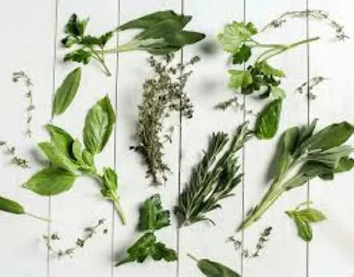 L’Odorat et le Toucher autour de plantes aromatiques Rue de Lille Bailleul