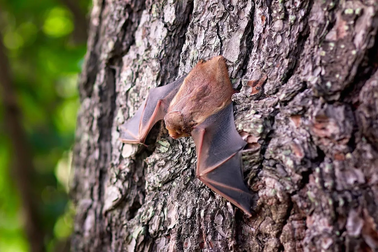 BALADE ARTISTIQUE LES CHAUVES-SOURIS EN MUSIQUE