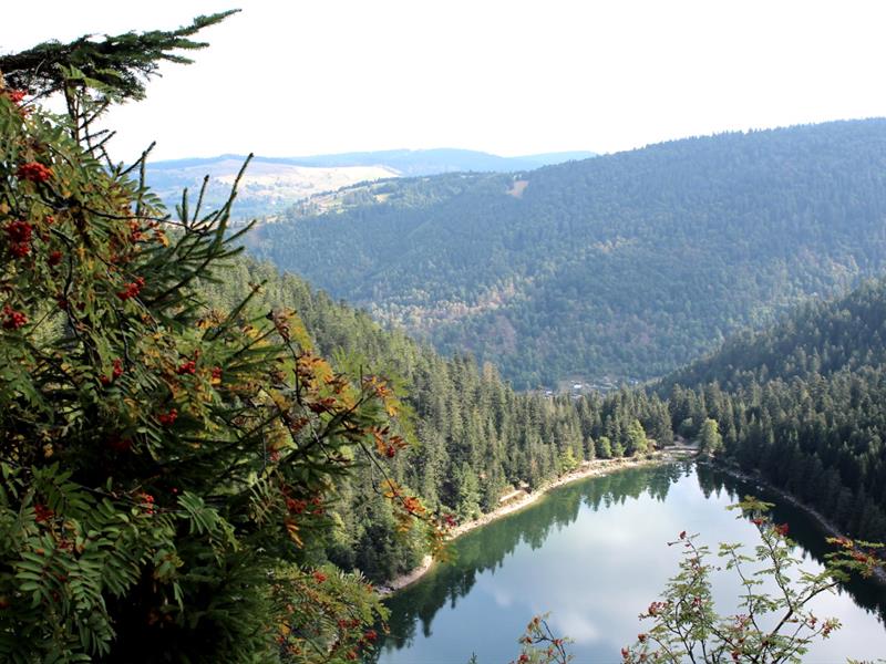 Trail circuit n°4 la roche du lac depuis l'office de tourisme à La Bresse La Bresse Grand Est