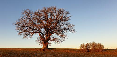 Circuit des moulins Bainville-aux-Saules Grand Est