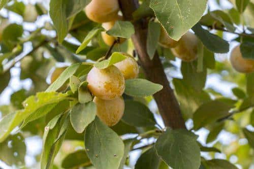 Circuit des mirabelliers Gugney-aux-Aulx Grand Est