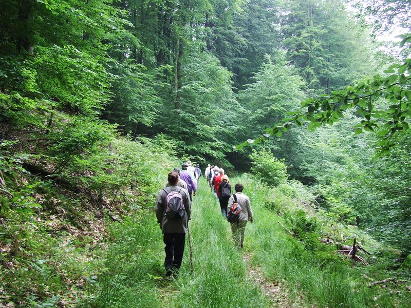 ITINÉRAIRES EN FORÊT DE HOMBOURG-HAUT Hombourg-Haut Grand Est