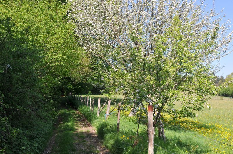 Sentier des forges et des moulins Meuzac Nouvelle-Aquitaine