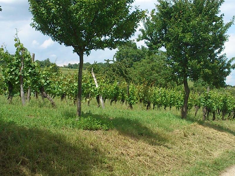 Sentier viticole du Bruderthal Molsheim Grand Est