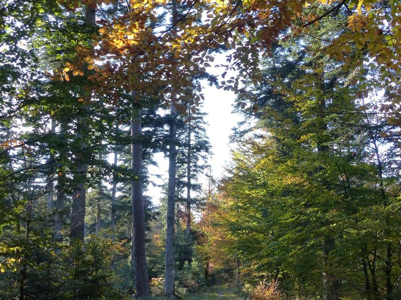 Ascension de col Montée du Geisweg Wangenbourg-Engenthal Grand Est