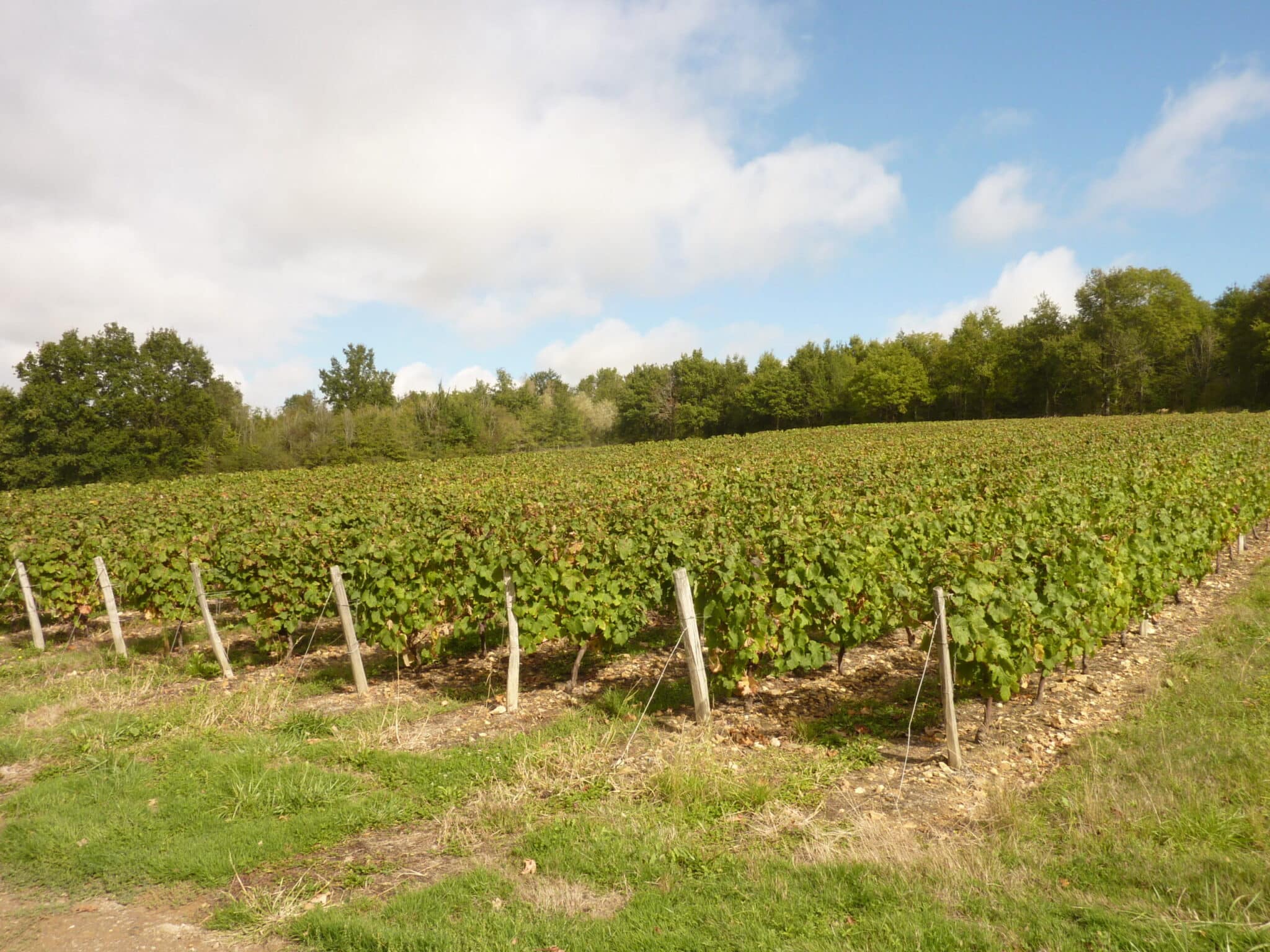 Le Vignoble retrouvé Le Menoux Centre-Val de Loire
