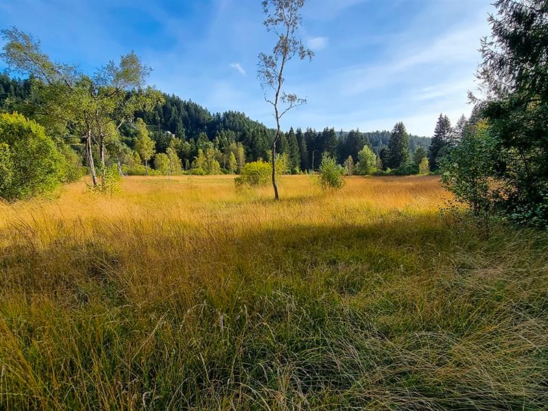 Circuit vtt n°14 (bleu) Tour des bas-rupts Gérardmer Grand Est