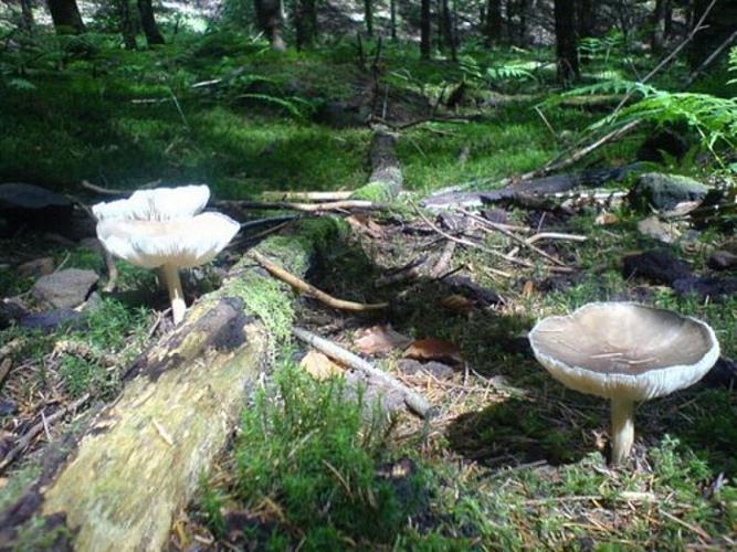 Circuit St Arnould Deyvillers Grand Est