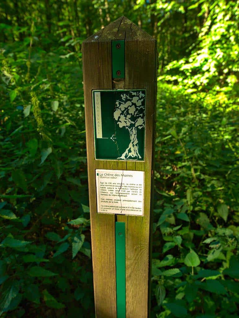 Le chêne des moines en VTT Saint-Hubert Grand Est