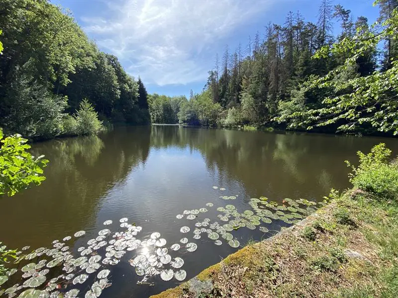 RANDONNÉE CASCADE DE MIRAUMONT PAR LA PIOTTE Saint-Étienne-lès-Remiremont Grand Est