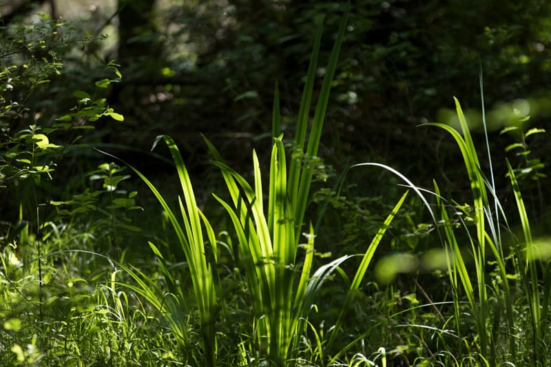 Balade à pied n°16 Loup y es-tu ? Luzeret Centre-Val de Loire