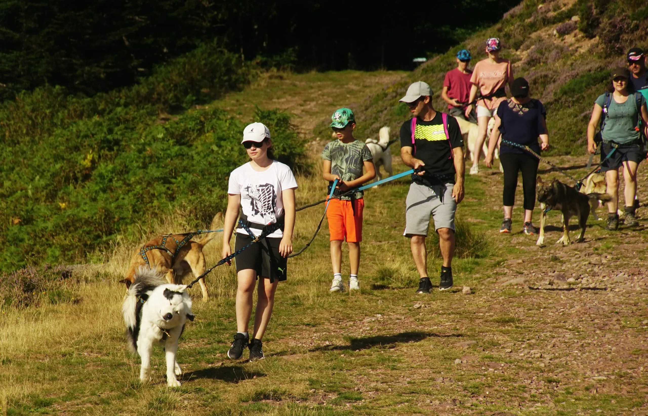 Randonner autrement avec un chien nordique