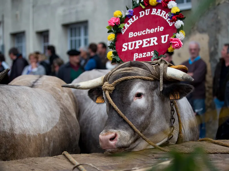 Fête des Boeufs Gras de Bazas