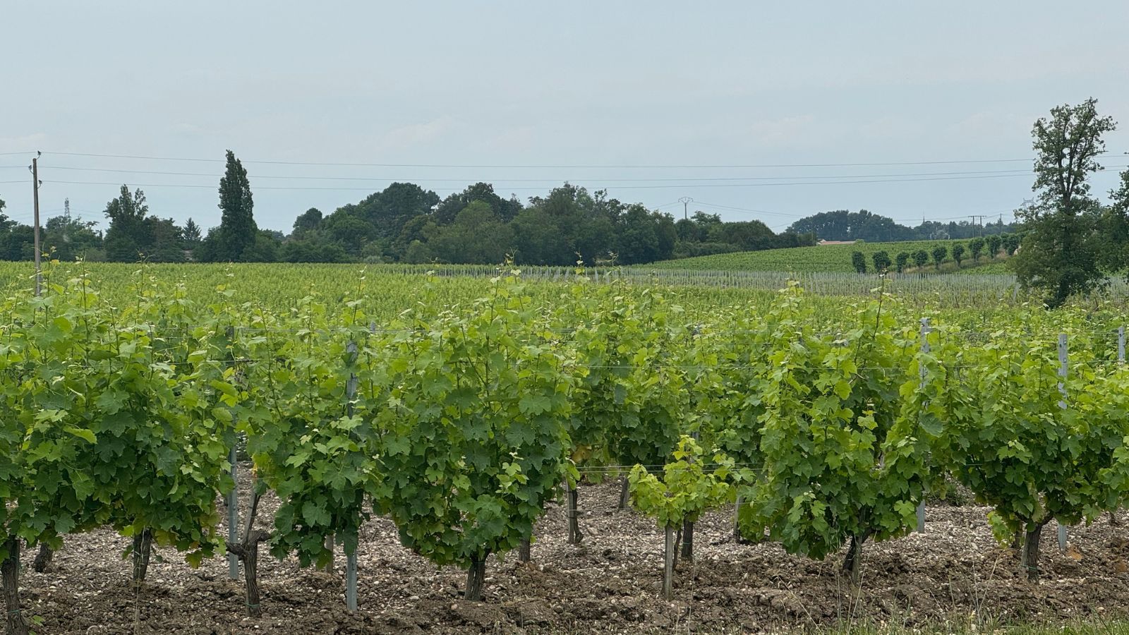 Boucle des vignes Saint-Médard-d'Eyrans Nouvelle-Aquitaine