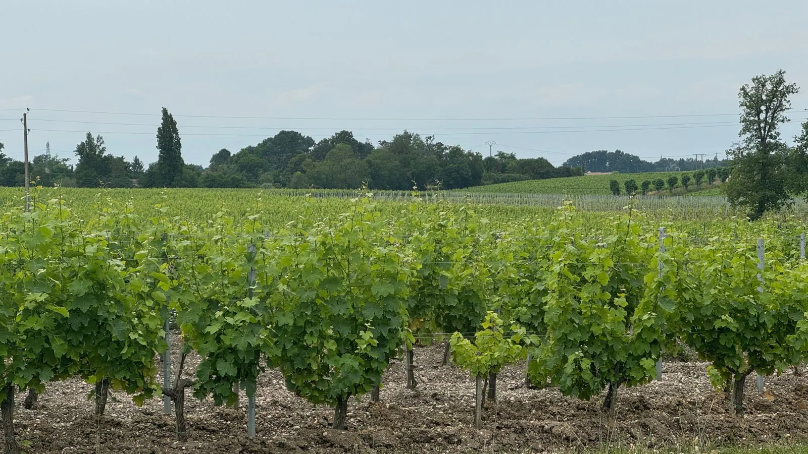 Boucle des vignes Saint-Médard-d'Eyrans Nouvelle-Aquitaine