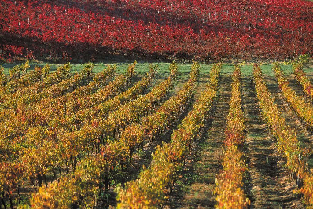 LES VIGNOBLES DE CASTELNAU D'AUZAN Eauze Occitanie