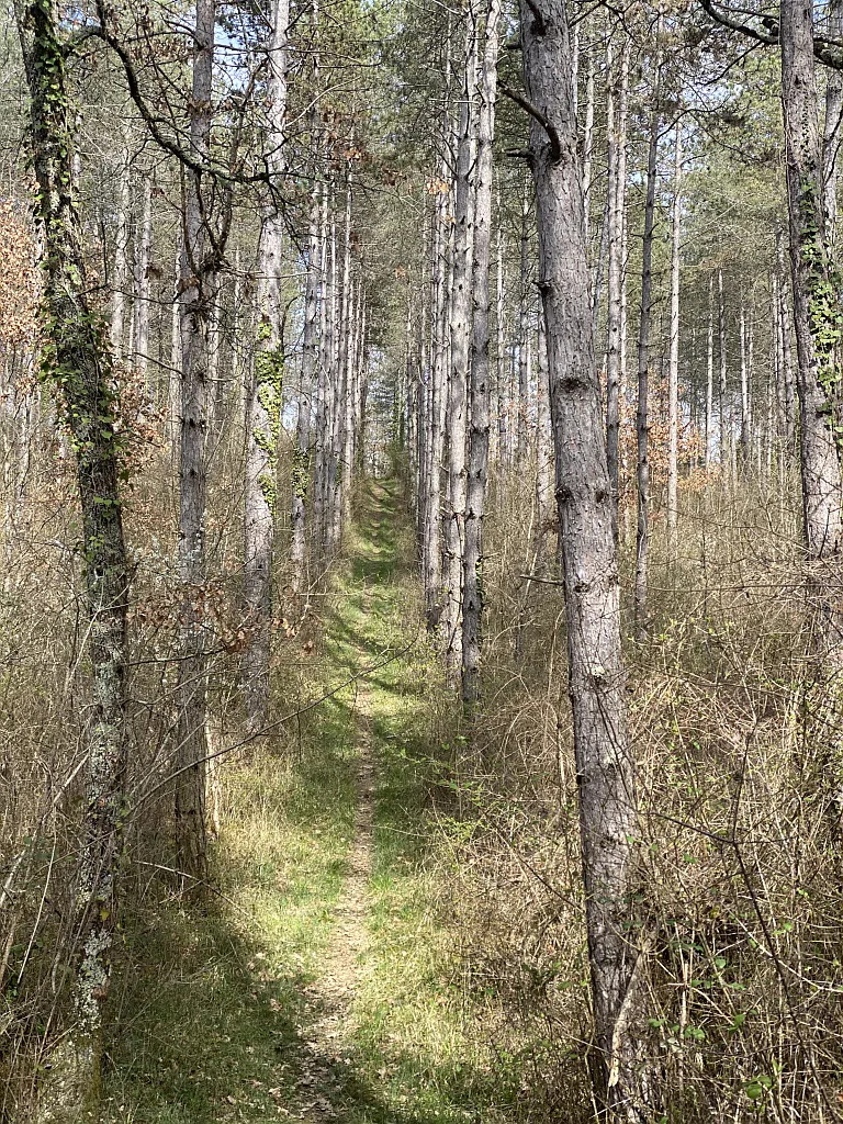 LA FORÊT DE SORBETS À CAZAUX D'ANGLES Vic-Fezensac Occitanie