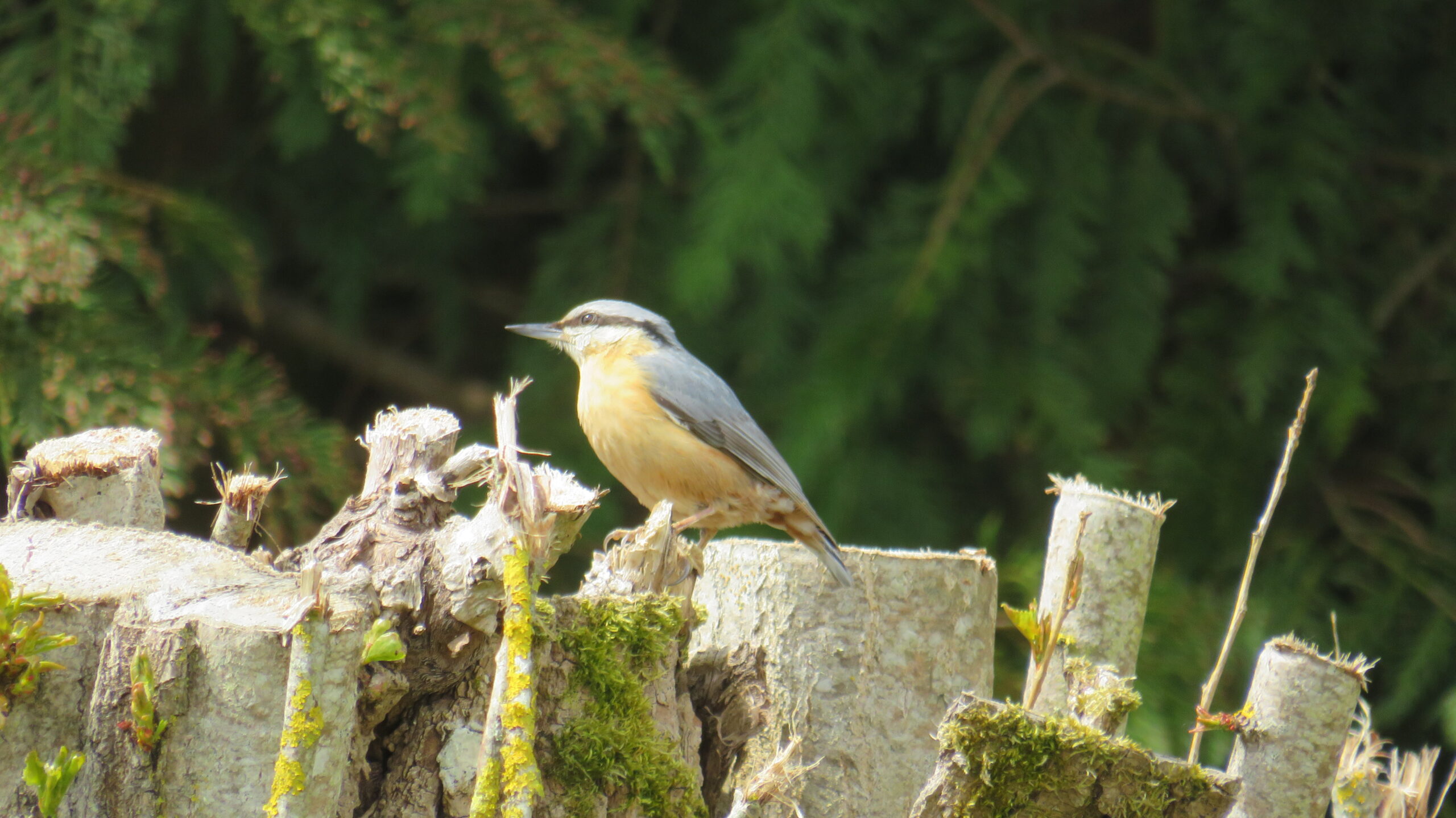 Activités naturalistes sortie à l'île Navière-île de Chaillac