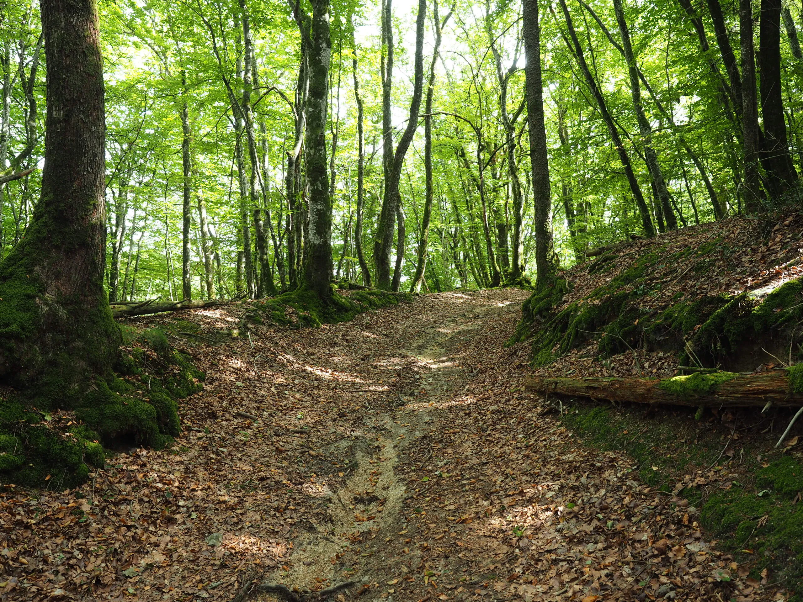 Circuit de randonnée Circuit du Bois de Drouille Charron Nouvelle-Aquitaine