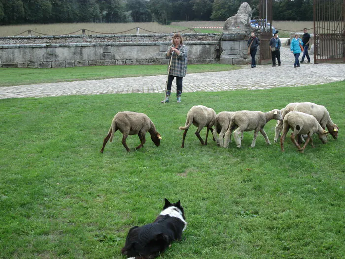 Démonstration de chiens de berger Château du Mesnil Voysin Bouray-sur-Juine