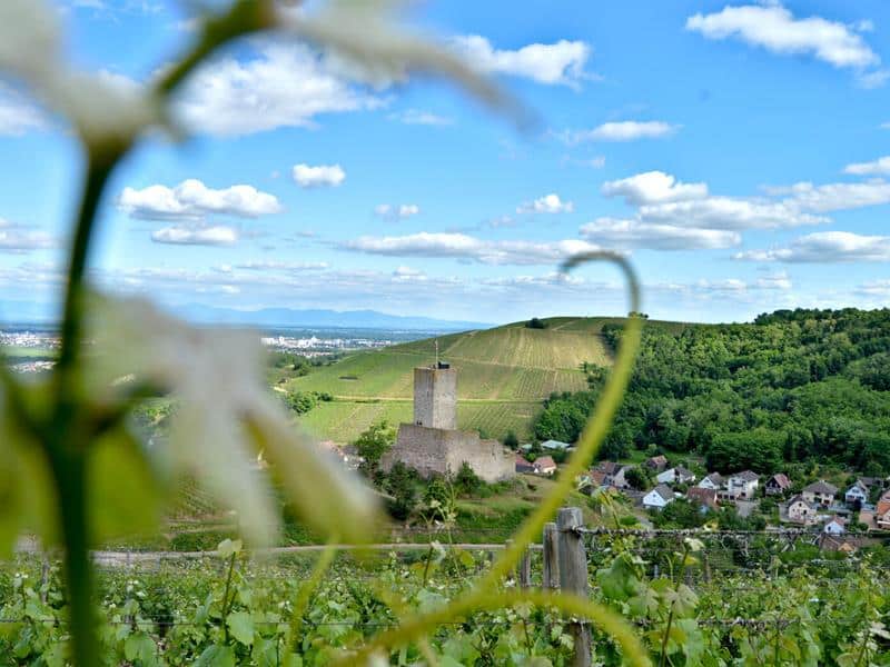 Circuit rando du Sommerberg au château du Wineck Katzenthal Grand Est