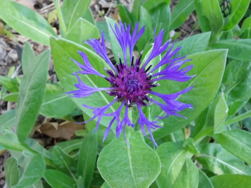 Mon Herbier Châtillonnais Châtillon-sur-Indre