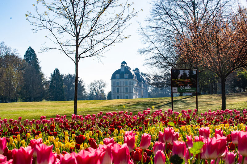 Jardins des Tulipes du château de Cheverny