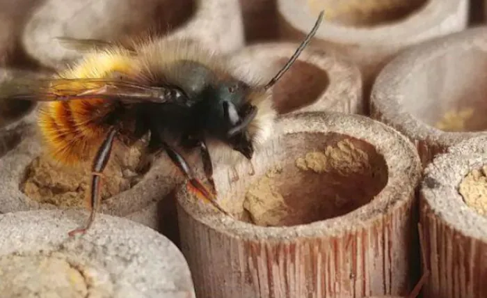 Conférence sur les abeilles sauvages Eglise d'Amblagnieu Porcieu-Amblagnieu