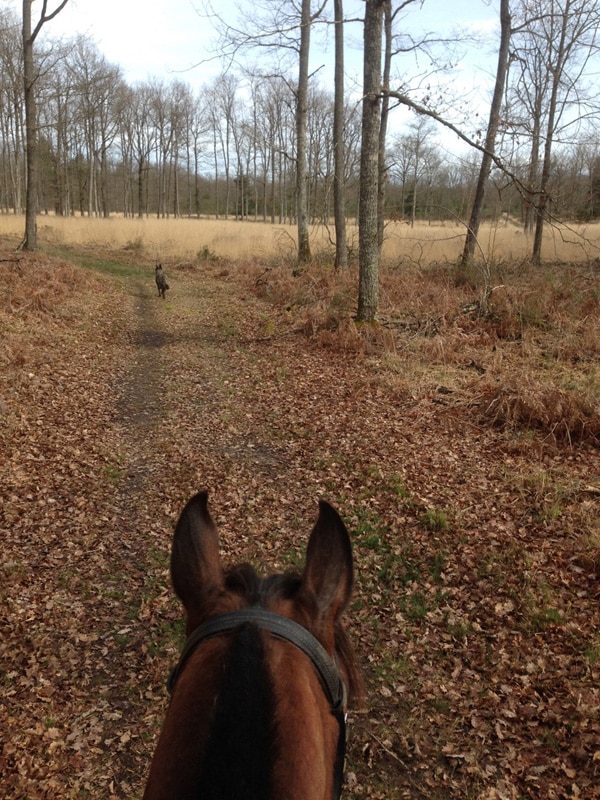 La Brenne à cheval En passant par la forêt de Luzeret (circuit à la journée) - Luzeret Centre-Val de Loire