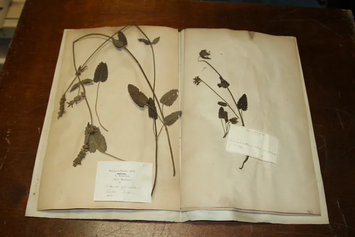 Visite exceptionnelle de l'herbarium du jardin botanique Jardin botanique de Bordeaux Bordeaux