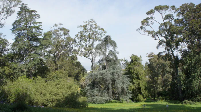 Visites guidées du jardin botanique Thuret Jardin botanique de la villa Thuret Antibes