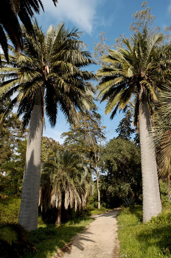 Activité jeu de l'oie et quiz palmiers Jardin botanique de la villa Thuret Antibes