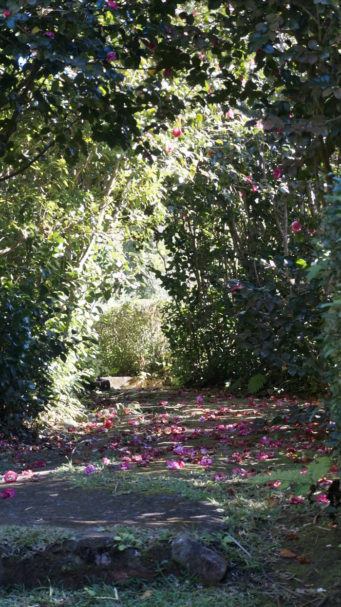 Des plantes et des hommes. Découverte d'un jardin créole ancien du Brûlé Jardin de La Vallée Heureuse Saint-Denis