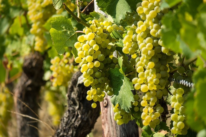 Nantes de vignes en vignes Jardin du Passage Sainte-Croix Nantes