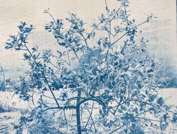 Atelier : cyanotype onirique La Fabrique des savoirs Elbeuf